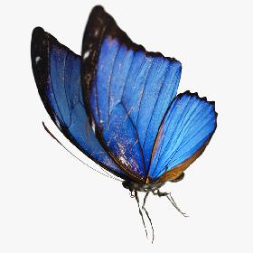 3D Blue Morpho Butterfly model